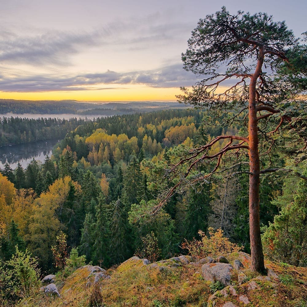 Vanajavesi Yoldia